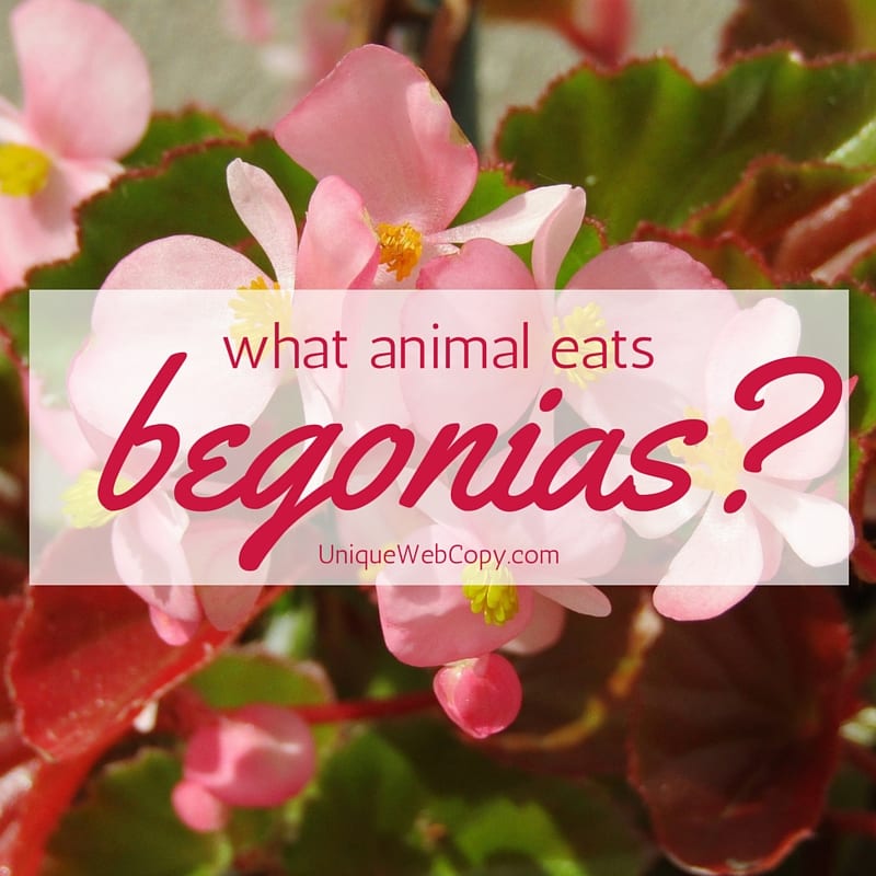 what animal eats begonias - unique web copy