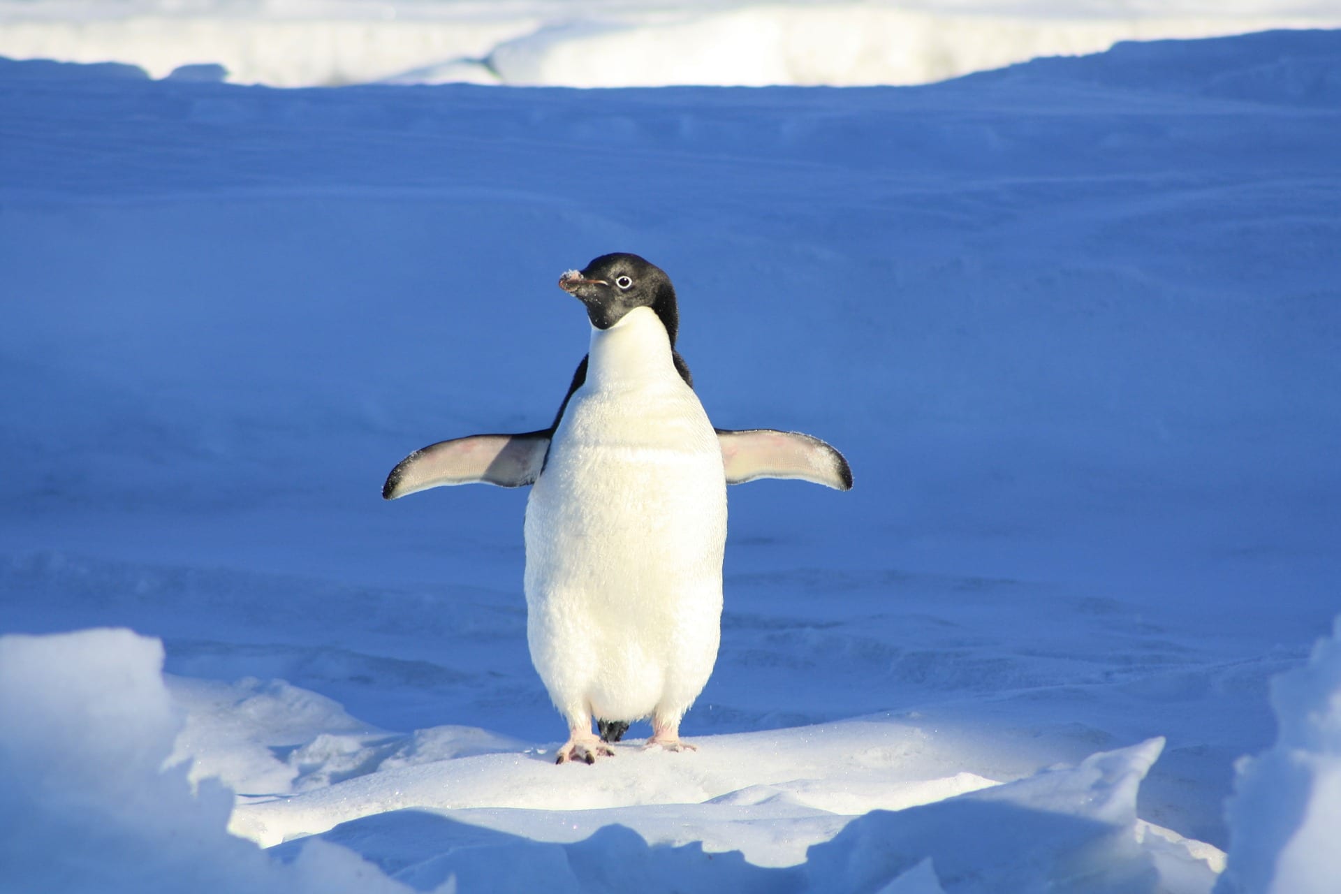 Google's Penguin is Real-Time - Hire a Website Copywriter